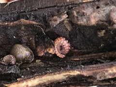 Nearctodesmidae