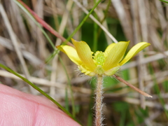 Ranunculus multiscapus