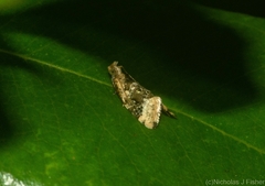 Aeolostoma scutiferana