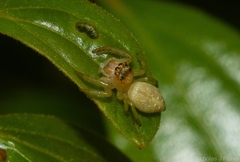 Opisthoncus quadratarius