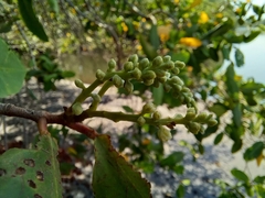 Laguncularia racemosa