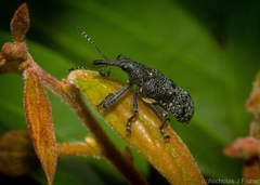 Isacantha rhinotioides