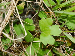 Ranunculus multiscapus