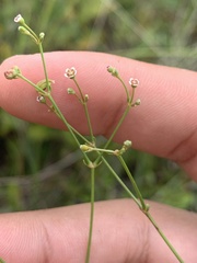 Euphorbia curtisii