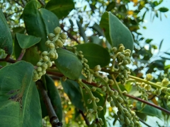Laguncularia racemosa