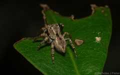 Servaea villosa