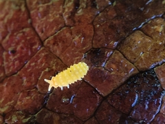 Bilobella aurantiaca