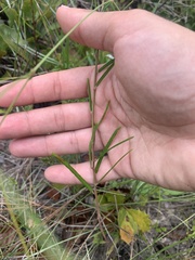 Euphorbia curtisii