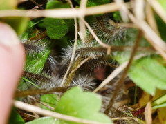 Ranunculus multiscapus