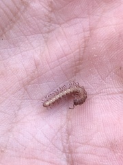 Nearctodesmidae