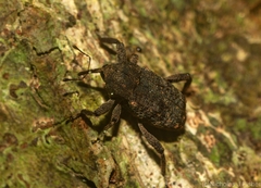 Isax planipennis
