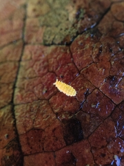 Bilobella aurantiaca