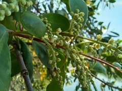 Laguncularia racemosa
