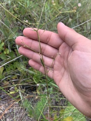 Euphorbia curtisii