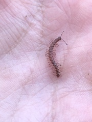 Nearctodesmidae