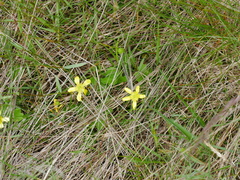 Ranunculus multiscapus