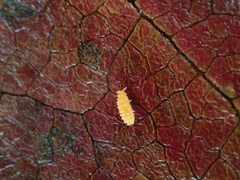 Bilobella aurantiaca