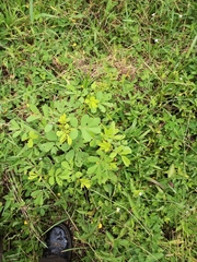 Arachis pintoi