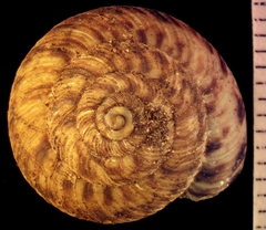 Anguispira strongylodes