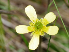 Ranunculus multiscapus