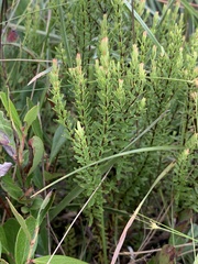 Hypericum microsepalum