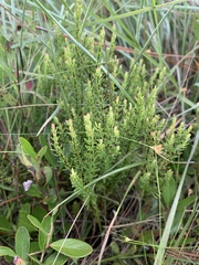 Hypericum microsepalum