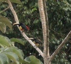 Pteroglossus aracari