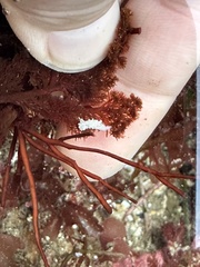 Aegires albopunctatus