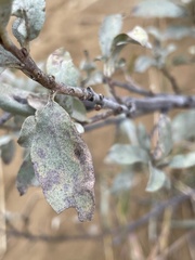 Elaeagnus commutata