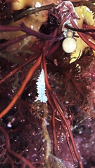 Aegires albopunctatus