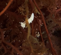 Aegires albopunctatus