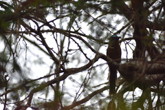 Momotus subrufescens