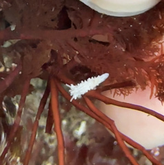 Aegires albopunctatus