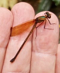 Hetaerina cruentata