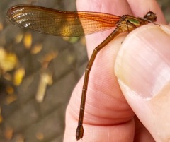 Hetaerina cruentata