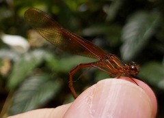 Hetaerina cruentata