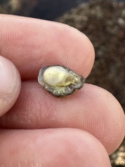 Crepipatella lingulata