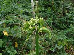 Tacca leontopetaloides