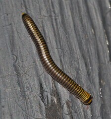 Anadenobolus monilicornis
