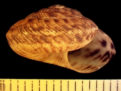 Anguispira strongylodes