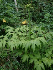 Tacca leontopetaloides