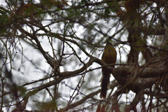 Momotus subrufescens