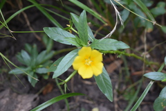 Ludwigia grandiflora