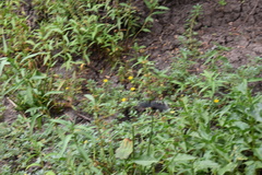 Ludwigia grandiflora