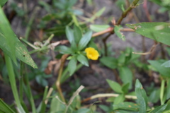 Ludwigia grandiflora