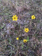 Coreopsis floridana