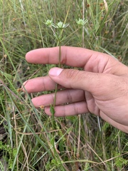 Eryngium integrifolium
