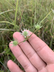 Eryngium integrifolium