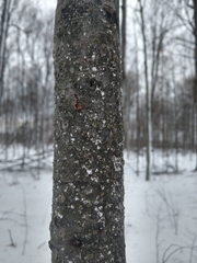 Cryptococcus fagisuga