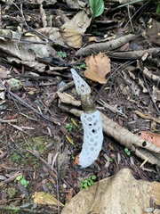 Staheliomyces cinctus